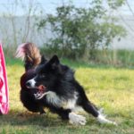 kemping Magyarország kutya parcour