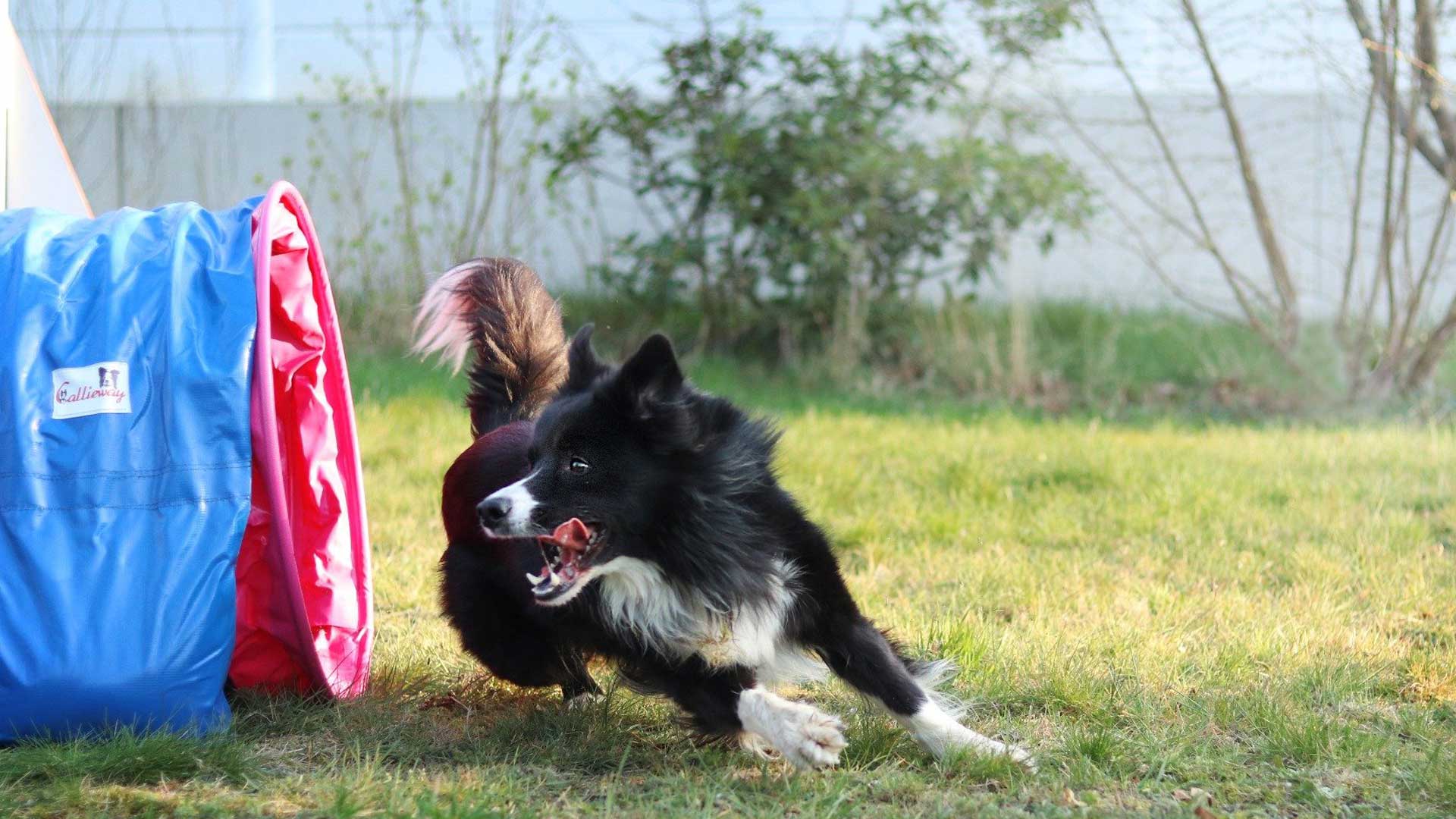 Campground Dog Parcour