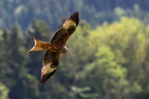 bussard