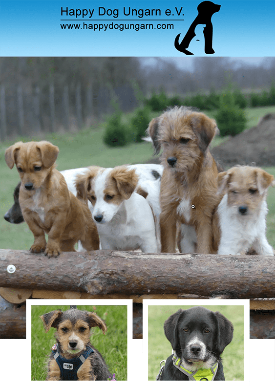 animal welfare hungary