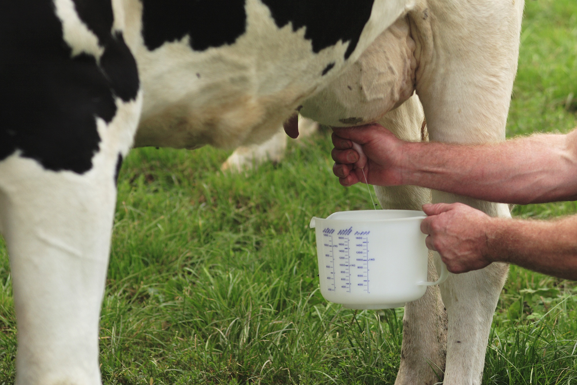 Fresh milk from a local farm